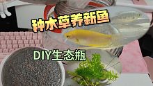 【治愈日常】种水草养新鱼，DIY生态瓶，这么养水草种子期待能发芽，丽丽鱼曼龙鱼vlog