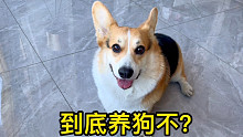柯基：我家铲屎官，算是被我拿捏住了！
