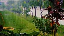 纯自然雨声白噪音，90%的人坚持不到5分钟进入梦乡，再严重的失眠听21天后有效缓解，每晚22点直播雨