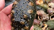 #渔民生活实拍 #野生海参 #户外赶海抓海鲜