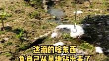 鱼儿居然自己从旱地钻出来，到底滴了啥东西？ #捕鱼 #抓鱼 #钓鱼技巧 