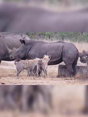 非洲二哥#鬣狗，面对犀牛，施展它最强战术#鬣狗掏杠小分队