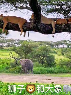 悠闲的狮群和大象#野生动物零距离 #动物世界 #动物 #狮子 #大象 #热门 #万物皆有灵性 