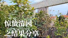 惊蛰后，用石硫合剂“清园”，南方的植物会烧叶吗？眼见为实