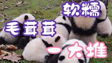 这么多熊猫，少一只应该也没人知道吧？！
