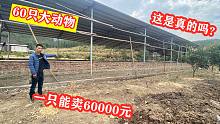 福建老板养了60只“西门塔尔”，听说一只能卖60000元，收入276万