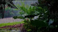 纯自然雨声白噪音，90%的人坚持不到5分钟进入梦乡，再严重的失眠听21天后有效缓解，每晚22点直播雨