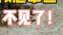 拟态章鱼不见了！到底去哪里了？不会和章鱼保罗一样吧？ #养鱼日记 #拟态章鱼 #章鱼保罗