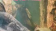 海南鱼友投稿：我客厅中的7米南美缸#南美缸 #巨骨舌鱼 #狼鱼 #猛鱼 #养鱼日记 #大型鱼缸 #观