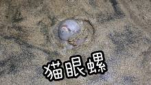 赶海到了抓猫眼螺的季节，在海滩上走几步，就能发现一个