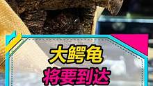 大鳄龟即将抵达战场，用啥过滤？用不用加盖子？求助！#水族爱好者 