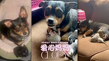爱心妈妈 Cloey