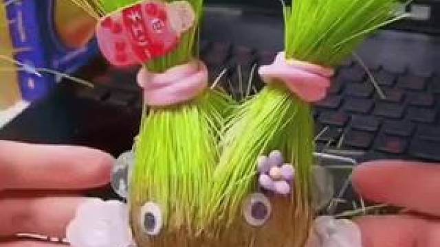 给它做发型!#种子盆栽 #种子发芽 #长草娃娃 #热门推荐