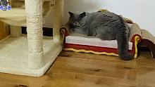 这只胖公猫有个性，主人给它撸毛变成它遛主人，不满意立刻伸爪打