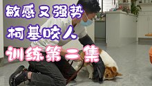 敏感强势柯基训练第二集