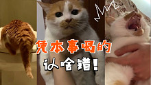 小猫咪偷喝马桶水被抓包，认错态度极其嚣张