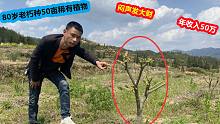 80老朽种了50亩稀有植物，不告诉村里人自己闷声发大财，年入50万