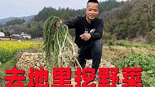 农村遍地都是宝，小伙带你田间挖野菜，挖了满满一菜篮，真过瘾