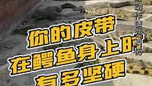 鳄鱼背骨有多坚硬？鳄鱼哥带您进鳄鱼池里敲一下！#鳄鱼养殖场 #农村生活 #源头工厂