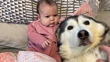 新生婴儿第一次抚摸哈士奇的可爱反应！！【有史以来最可爱的反应！！]
