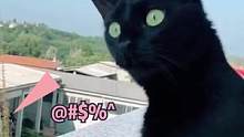 #搞笑 猫：别误伤我！#萌宠