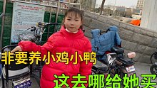 家里的杜宾卖了，女儿非要再养一只小鸭子，你说给她买吗？