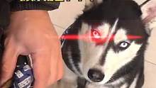 #狗狗 二哈可不兴这么遛啊