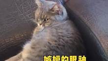 #萌宠 #搞笑 喵：想挠一个人的眼神藏都藏不住