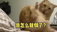 #萌宠 #搞笑 猫咪：连夜离开这座城市吧…