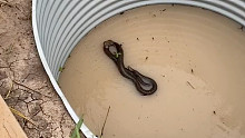 澳大利亚昆士兰州遭遇洪水，被困在雨水储存罐里的老鼠和青蛙爬上蛇背