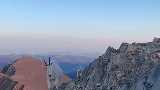 一位登山者在攀登蒙大拿州Bridger山脉顶峰后，偶遇两只好奇的雪羊