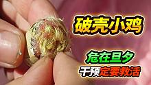 出壳20只世界最小鸡，最后发现一只遇到大问题，赶紧拯救他的生命