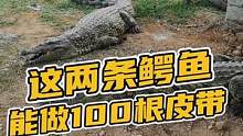 这两条鳄鱼能做出100多条皮带，你想要吗？#科普知识 #鳄珍 #鳄鱼养殖场 #源头工厂