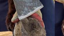 沉浸式修驴蹄，师傅拿着大铲刀，手起刀落蹄片纷飞，这感觉太爽了