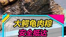 大鳄龟到家开箱，这玩意太吓人了，家里有小孩子的别养！#鳄龟 #水族 