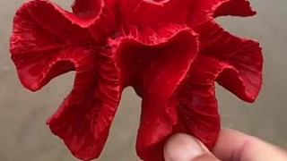 海边赶海抓海鲜，发现了一只红色的珊瑚花，还有许多奇怪的海洋小生物 @快手三农(O3xhqbb3iby