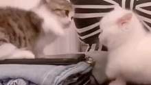 短腿猫咪是如何对打的，哎呦，够不到~~#猫 #萌宠 