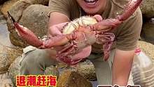 今天退潮去赶海居然找到一只面包(馒头)蟹！但是风浪仍在，不知明天如何……#户外 #荒岛求生 #荒岛生