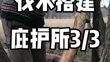 伐木搭建庇护所 #户外露营 #户外生活 #荒野生活 