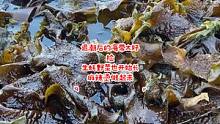 户外人的春天来啦，退潮后赶海很容易捅到新鲜海带苗的窝子，顺便找找有没有野菜生蚝之类的煮麻辣烫吃。#海