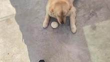 #萌宠 一时之间分不清到底谁是#狗狗 ！