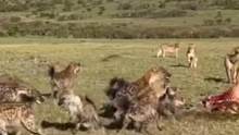 鬣狗群争夺狮子的食物 #野生动物零距离 #动物世界 #动物 #狮子 #鬣狗 #热门热门 #万物皆有灵
