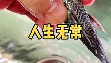 哎～人生无常！#观赏鱼 #养鱼创业 #异形鱼