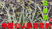 “清明菜”，农村人采来做美食，还有很多人不知道，看看你吃过吗