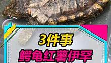 大鳄龟更名为肉盾！红薯叶子等着火焰龟来吃！伊罕过滤桶有活动！#水族 #养鱼 