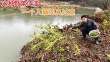 野生蕨菜泛滥，吃的人越来越少，小伙一个人在河边摘得津津有味