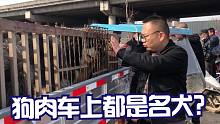 狗肉车上竟然都是名犬？德牧犬阿拉斯加主人究竟何原因舍弃它们呢