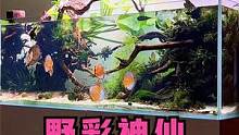 喜欢这种野彩鱼缸吗？#南美缸 #南美缸造景 #野彩 #七彩神仙鱼 #水草缸 #养鱼日记 #水草造景 