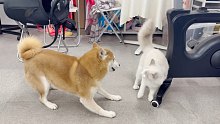 柴犬VS布偶猫！最终王者是谁？【水晶虾饺3】