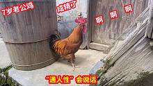 奶奶养了一只7岁的老公鸡，成精了“通人性”会说话，赶紧来看看